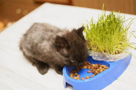 小猫吃食物