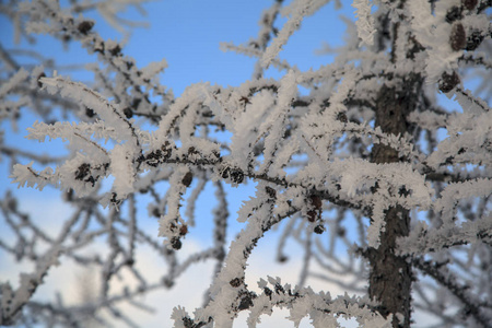 美丽的冬景霜在树枝上第一场雪