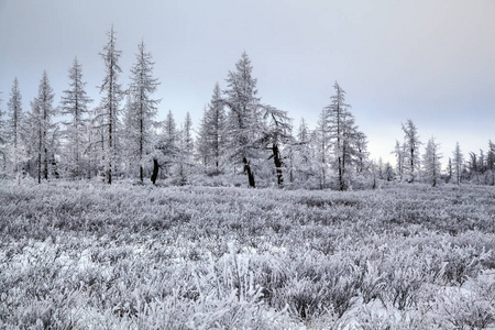 美丽的冬景霜在树枝上第一场雪