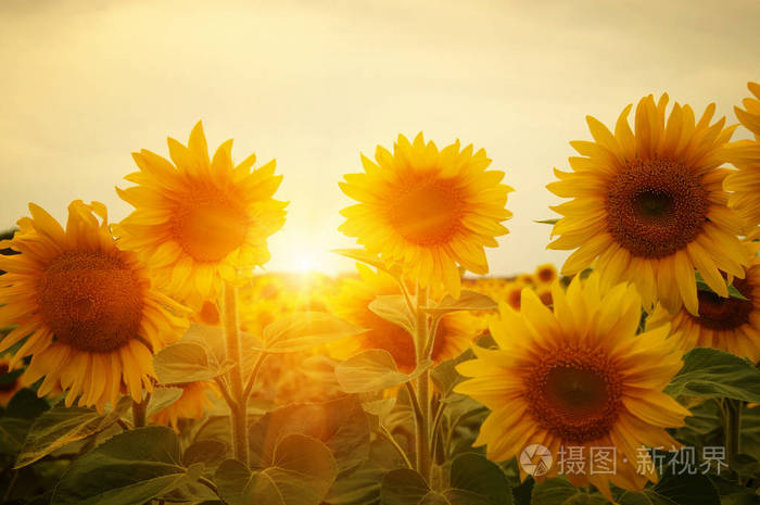 向日葵和太阳的领域