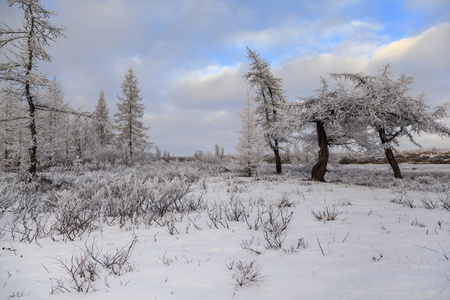 美丽的冬景霜在树枝上第一场雪