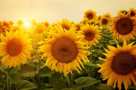 花像温暖的太阳一样明亮和长毛绒向日葵向日葵的特写和侧面看太阳耀斑