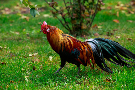 一只五颜六色的大公鸡在绿草上图片
