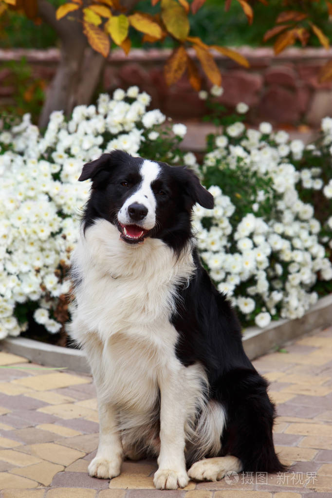 坐在花园里的狗边境牧羊犬照片-正版商用图片14jv3r-摄图新视界
