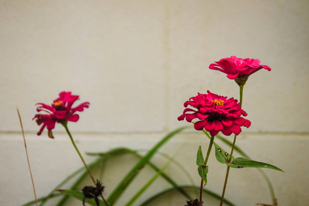 美丽的粉红色紫黄花紫黄花。 在晴天的夏天花园里。 津尼亚是雏菊家族中向日葵部落的一个植物属。