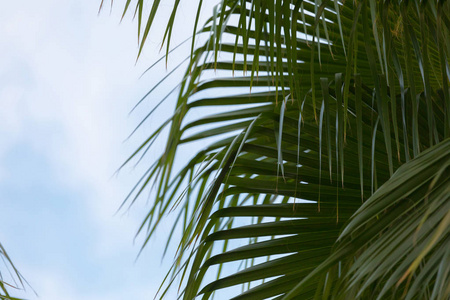 棕榈树对蓝蓝的天空