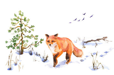 雪杉树图片-雪杉树素材-雪杉树插画-摄图新视界