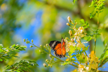 可爱的豹花边蝴蝶茶色花一种螺旋蝶。 美丽的橙色，黑色，白色的斑点蝴蝶，在清澈的蓝天背景下栖息在野花上。