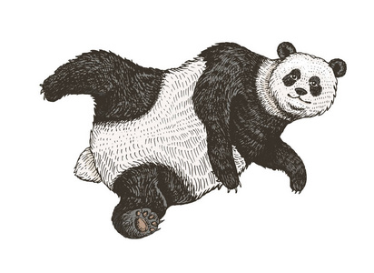 翱翔的大熊猫。一只野生可爱的动物倒下了。黑色和白色亚洲熊在中国。复古风格。手绘素描