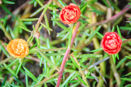 美丽的红色马齿苋花,又称普通马齿苋,马齿苋,小猪草,红根或马齿苋.