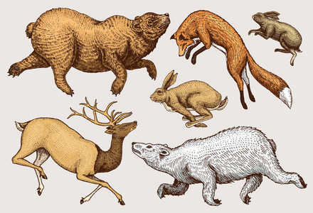 飙升的红色狐狸野兔兔子北棕色熊鹿。集合的野生森林动物跳跃起来。复古风格。雕刻的手绘草图