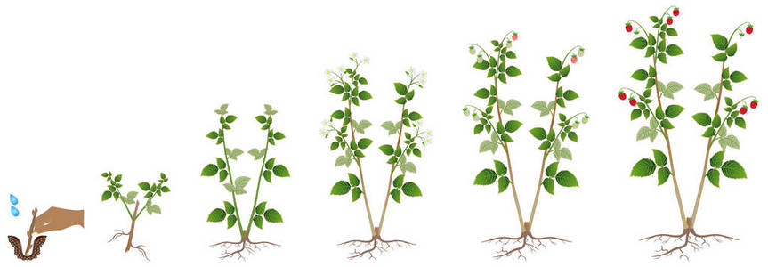 覆盆子植物在白色背景下的生长周期。