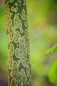 s tongue, voodoo lily, snake palm, or elephant yam.