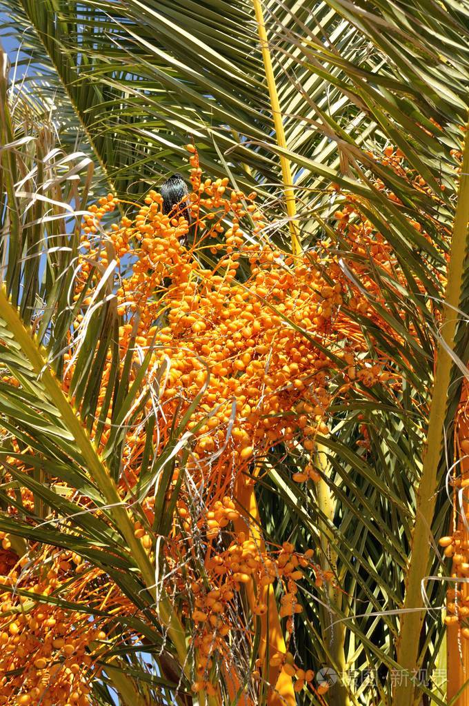 椰枣在法国南部