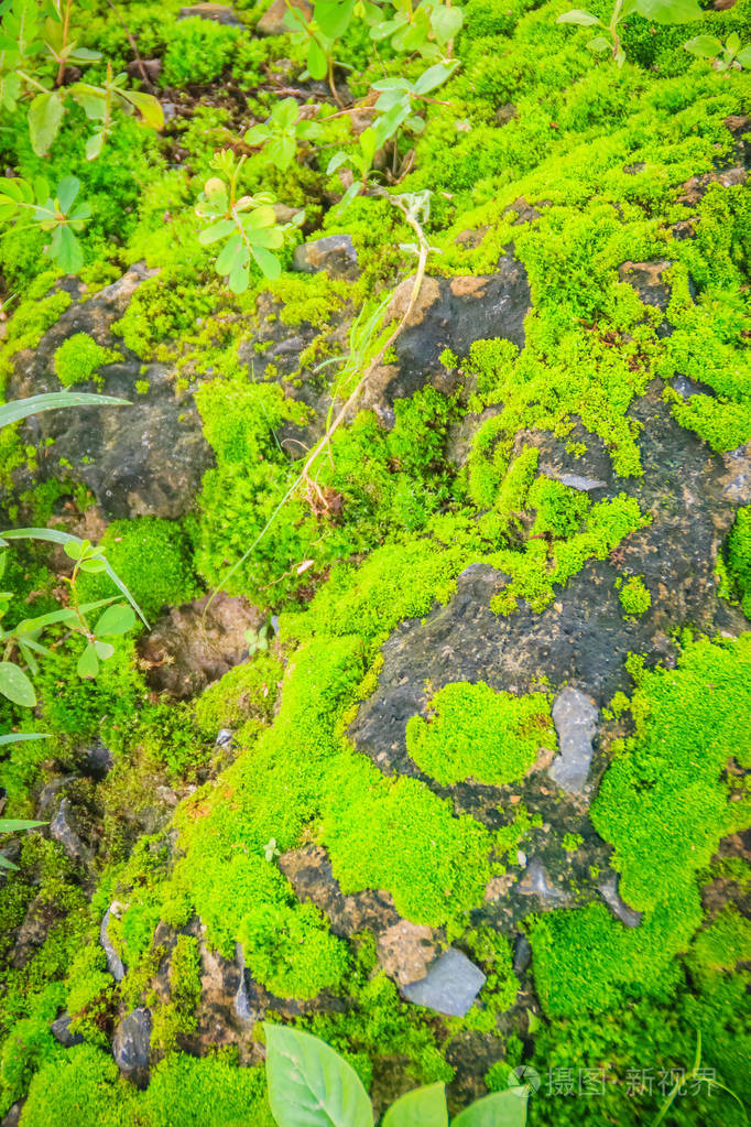 森林中的常绿苔藓岩石背景为小树