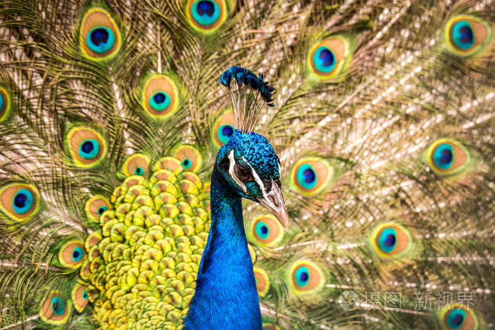 五颜六色的孔雀头与明亮的羽毛在背景