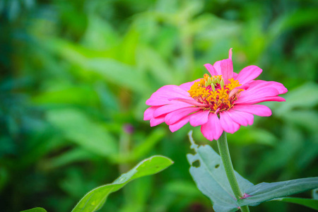 粉红色紫黄花紫黄花 在晴天的夏天花园里。 津尼亚是雏菊家族中向日葵部落的一个植物属。