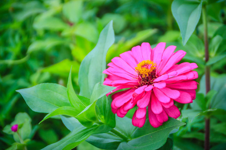 粉红色紫黄花紫黄花 在晴天的夏天花园里。 津尼亚是雏菊家族中向日葵部落的一个植物属。