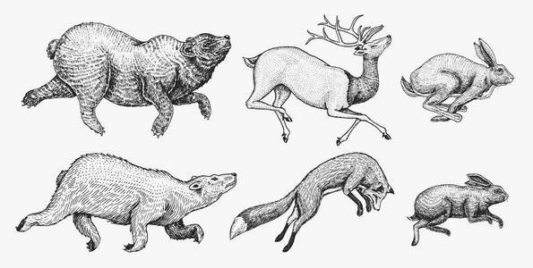 鹿棕色图片-鹿棕色素材-鹿棕色插画-摄图新视界
