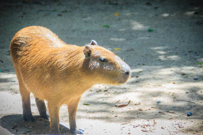 一种可爱的山猫水猫世界上最大的活啮齿动物它是水丘属的一个成员