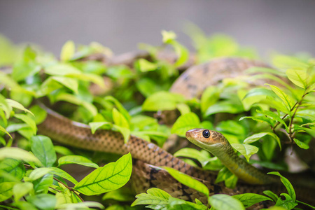 可爱的印支鼠蛇Ptyas Korros正在绿叶背景的树上滑行。 中国鼠蛇或印支中国鼠蛇是东南亚特有的一种科鲁布里德蛇。