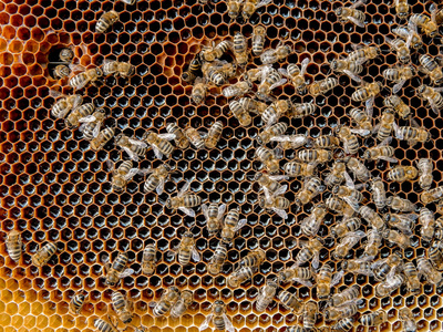 蜜蜂在蜂窝上用蜂蜜片将花蜜进入。