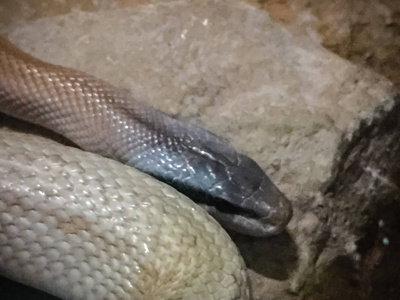 s beauty snake, cave dwelling ratsnake, cave racer Orthriophis 