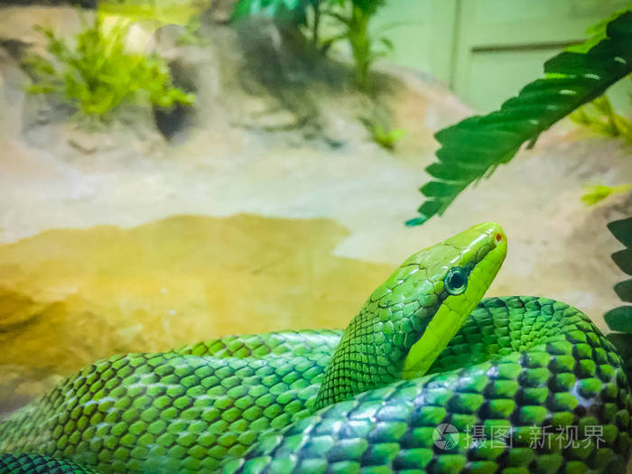 红尾赛蛇骨瘤牛它是一栖蛇有一个绿色的身体和一个红色的橙色尾巴也被