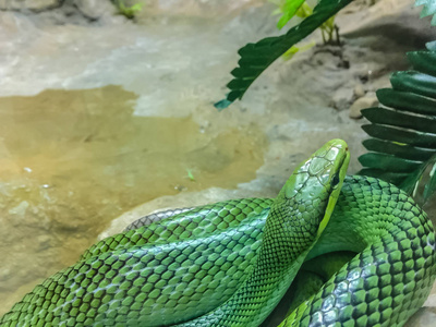 它是一栖蛇,有一个绿色的身体和一个红色的橙色尾巴,也被称为树栖
