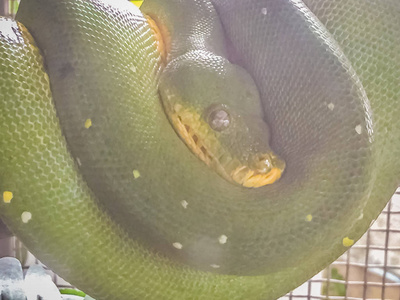 可爱的绿树蟒MoreliaVirid is一种蟒蛇，原产于印度尼西亚的新几内亚岛屿和澳大利亚的约克角半岛。