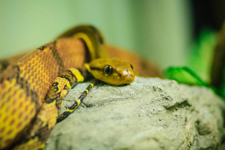 博加犬齿猫蛇通常被称为狗齿猫蛇,是亚洲特有的一种夜间活动的后吧哌