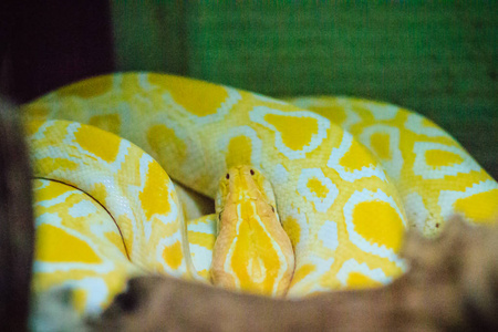 白化缅甸蟒(pythonbivittatus)是世界上最大的五种蛇之一,原产于南亚
