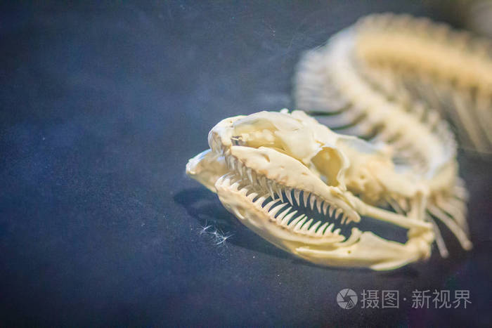 网状蟒蛇骨骼蟒蛇网纹网状巨蟒pythonneticulatus是东南亚发现的一种