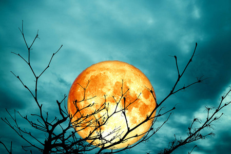 超血月背剪影枝干树夜蓝云元素这张图片由美国宇航局提供