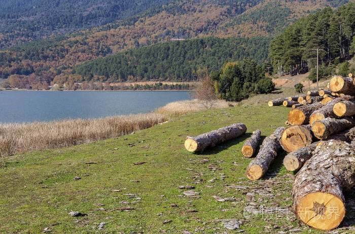 伐木在一个秋日的阳光明媚的日子里山上靠近湖面的地面上躺着砍伐的
