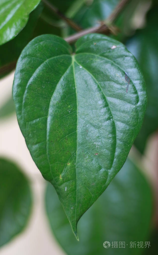 槟榔叶在亚洲主要以槟榔或槟榔和/或烟草的形式食用.