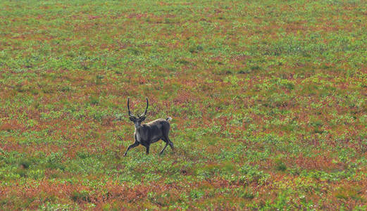 美国阿拉斯加的驯鹿穿越冻土带
