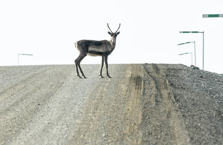 美国阿拉斯加的一条驯鹿穿过道尔顿公路