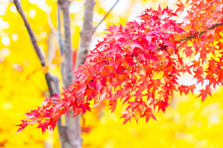 秋天树上美丽的红绿色枫叶
