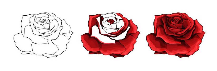 盛开的花蕾图片