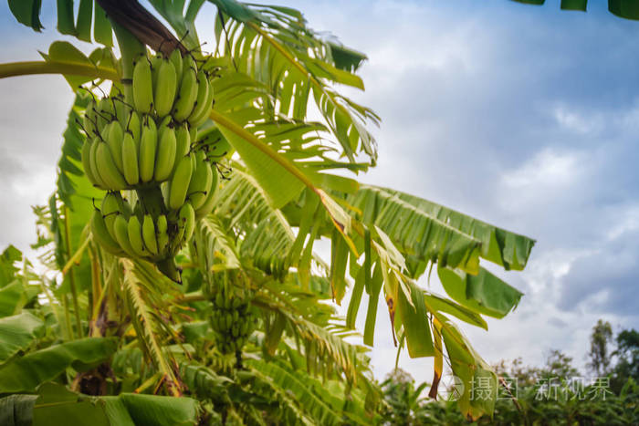 在阳光明媚的日子里,有机幼绿香蕉果实在树上阳光明媚.