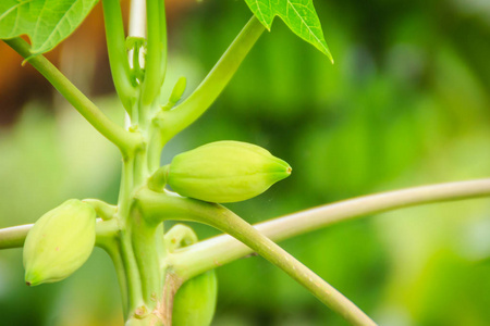 矮化木瓜由于缺乏肥料和疾病。 木瓜种植园和低生产力概念。