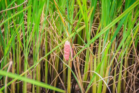 在稻田里的水稻树上，金苹果指甲或渠道苹果指甲的粉红色鸡蛋。 它在泰国几乎所有地区都在增加和蔓延。 淡水软体动物是水稻的主要敌人。