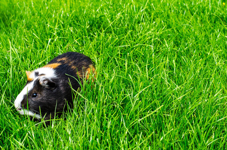 豚鼠坐在草地上。 摄影工作室
