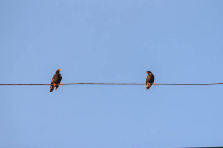 两只雏鸟或白色的鸟用蓝色的天空在电线上照片
