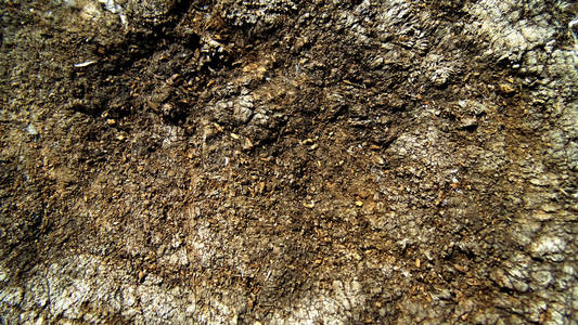 旧裂缝残端纹理。 自然背景。 木制的纹理。 棕树背景