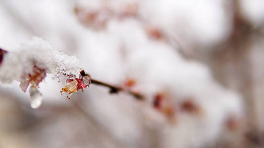 开花杏树和春雪覆盖在树枝上电影Dof拍摄