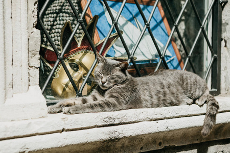 在阳光明媚的日子里, 猫正在休息或躺下或睡在外面