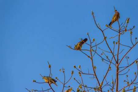一群粉红色的颈绿色鸽子树春鸟栖息在菩提树枝的无叶和饱满的果实上。 选择性聚焦