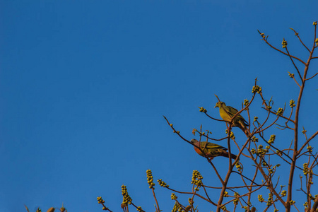 几只粉红色颈绿色鸽子树龙春鸟栖息在菩提树枝的无叶和饱满的果实上。 选择性聚焦